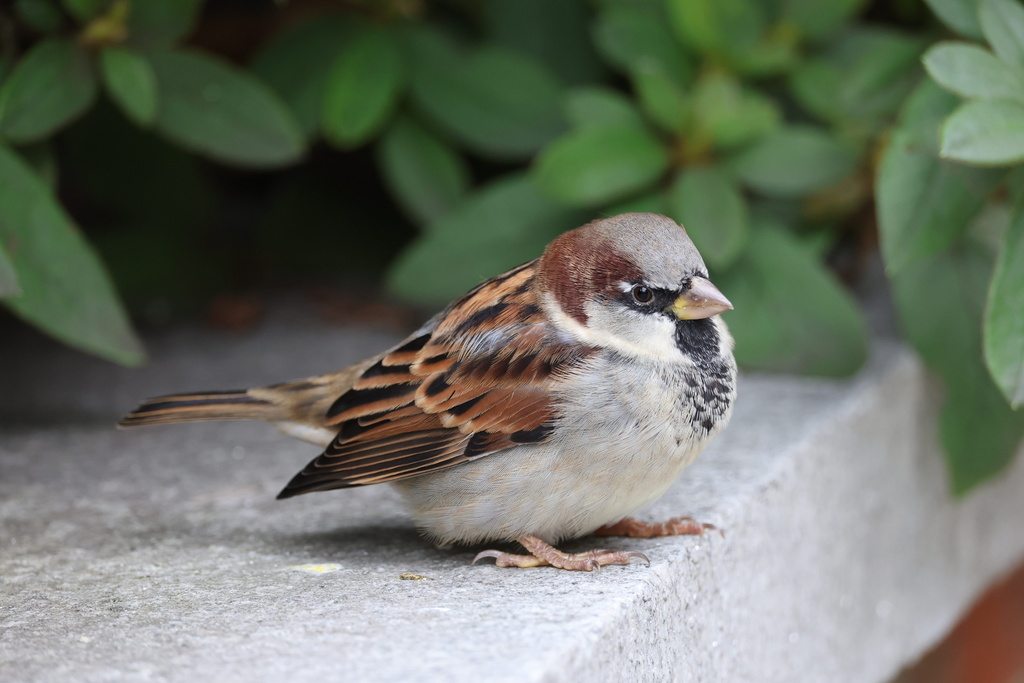 House Sparrow