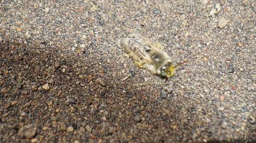 Calliopsis hirsutula