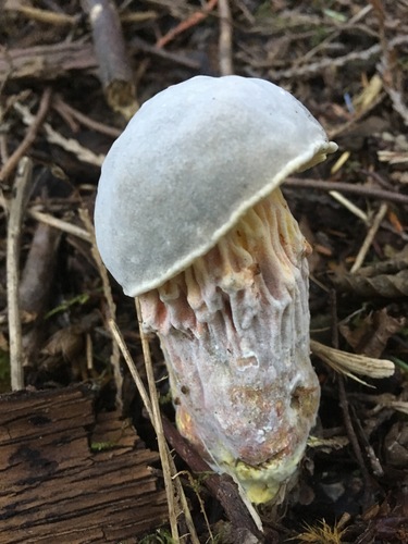 Parasitic Molds - Observation of the Week, 8/5/18 · iNaturalist