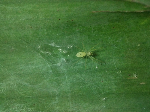 Asemonea tenuipes