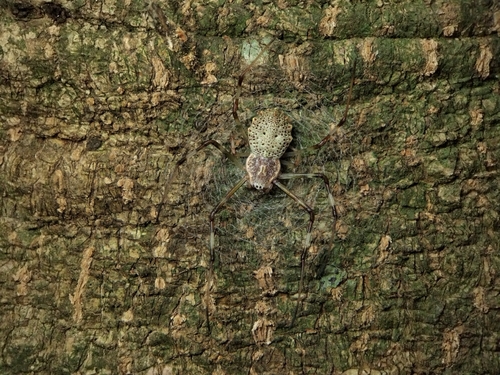 Ornamental Tree Trunk Spider