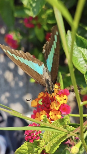 Common Bluebottle