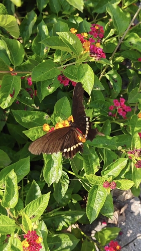 Common Mormon Swallowtail