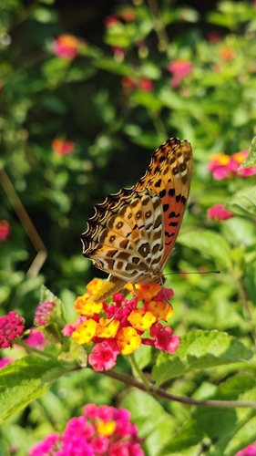 Tropical Fritillary