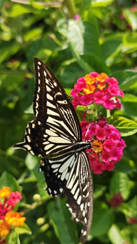 Chinese Yellow Swallowtail