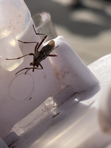 Longhorn Cactus Fly
