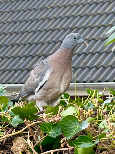 Common Wood-Pigeon