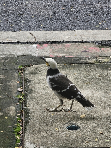 Black-collared Starling
