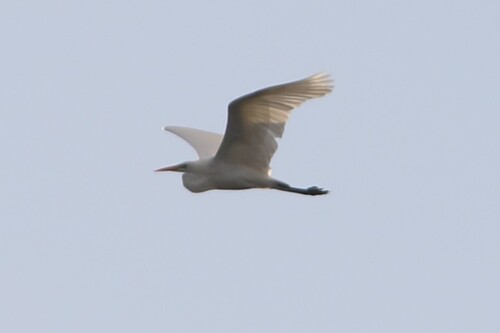 Great Egret