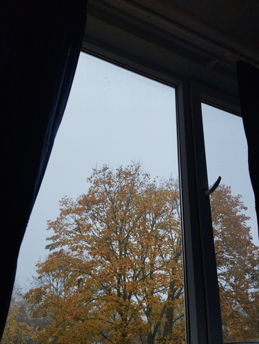 Norway maple