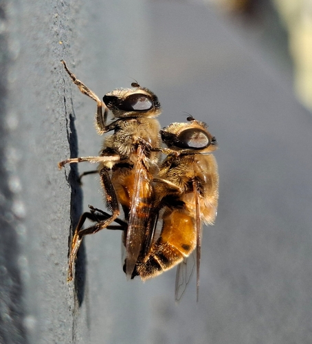 Common Drone Fly