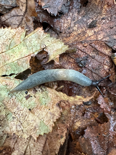 Black-headed Slug