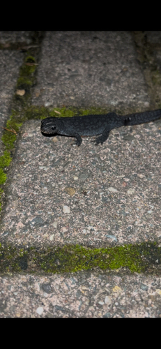 Alpine Newt