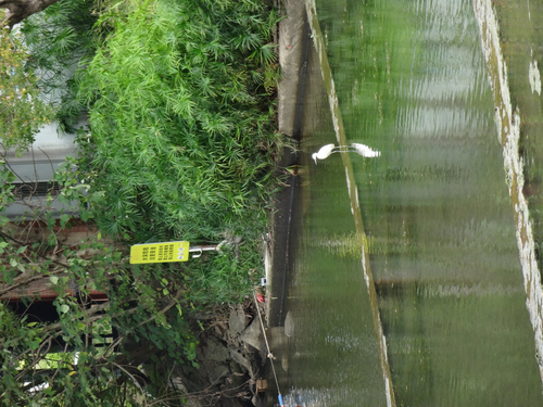 Little Egret
