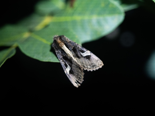 Flame Brocade
