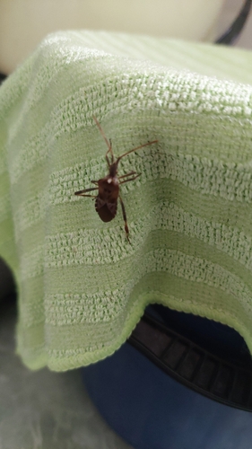 Western Conifer Seed Bug