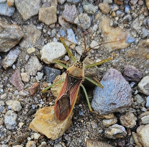 Leafhopper Assassin Bug