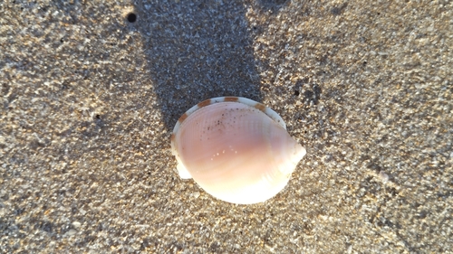 Semicassis saburon