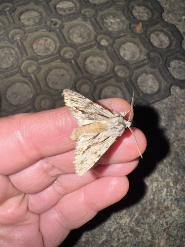 Sprawler