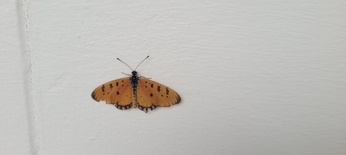 Acraea terpsicore