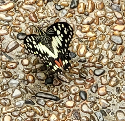 Papilio demoleus