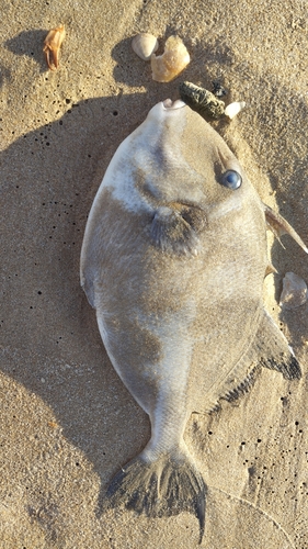 Grey Triggerfish