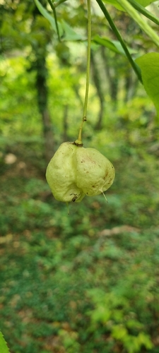 European bladdernut