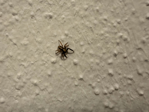 House Jumping Spider