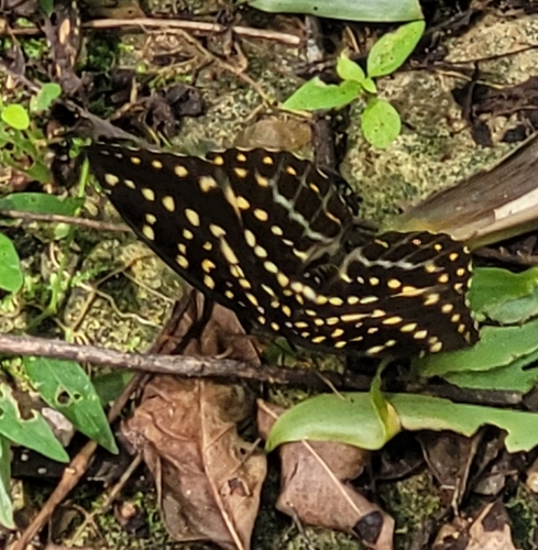 Lexias pardalis