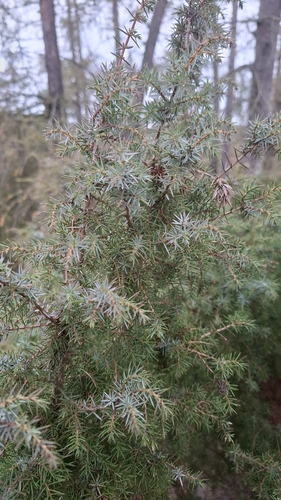 common juniper