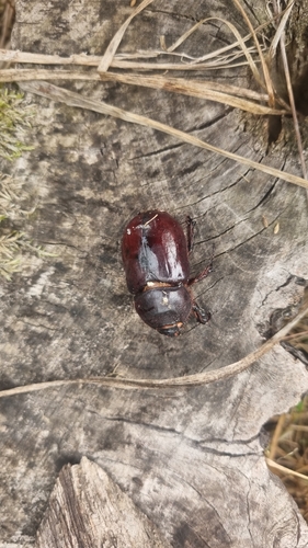 Oryctes nasicornis corniculatus