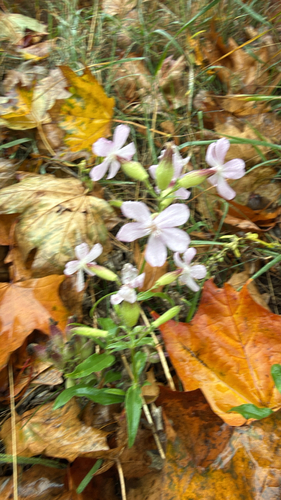 common soapwort