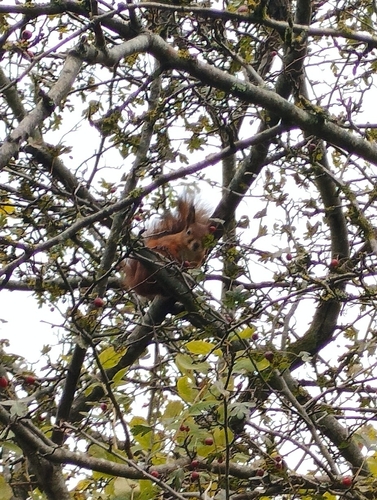 Eurasian Red Squirrel