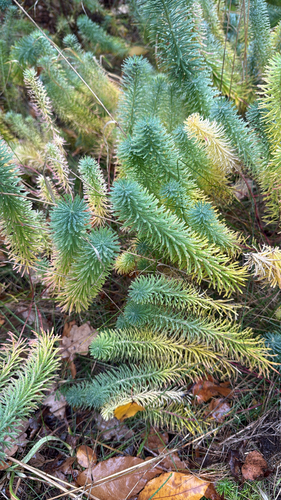 cypress spurge