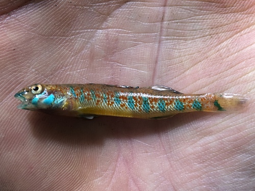 Speckled Darter