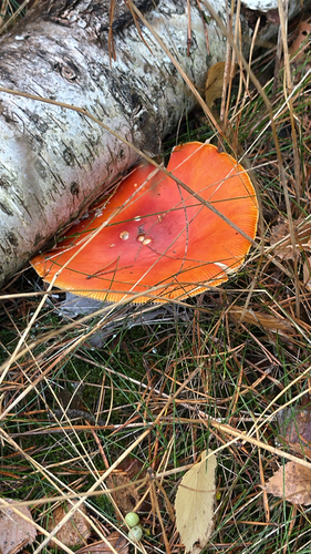 Fly Agaric