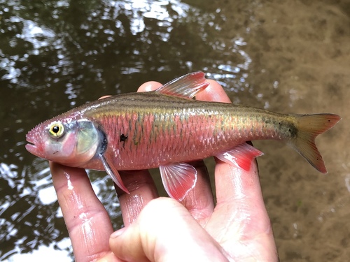 Striped Shiner