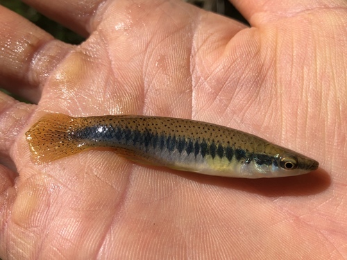 Blackspotted Topminnow