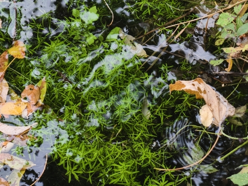 Blunt-fruited Water-starwort