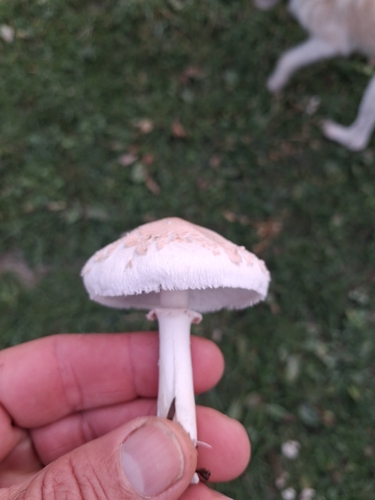 Frayed Parasol