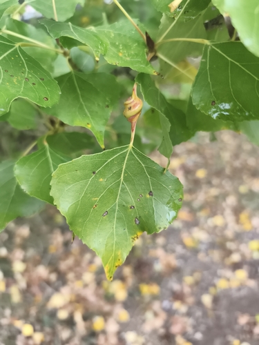 Poplar Spiral Gall Aphid