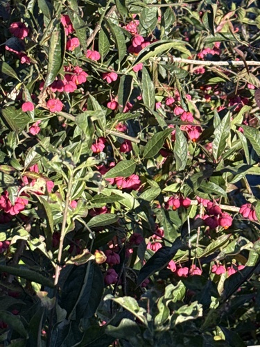 Spindle