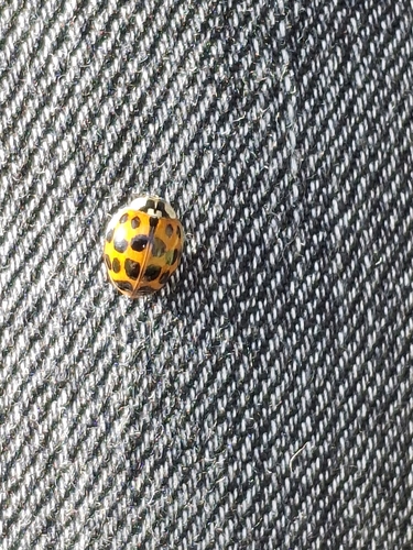 Asian Lady Beetle