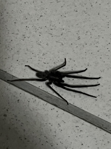 Tube-dwelling Spider