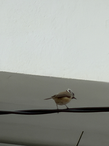 Crested Tit