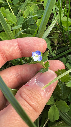 bird's-eye speedwell