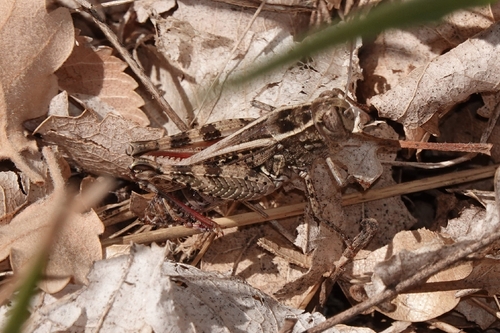 Pygmy Pincer Grasshopper