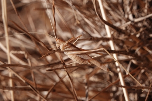 Lily Bush-cricket
