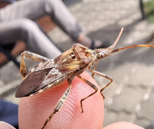 Western Conifer Seed Bug