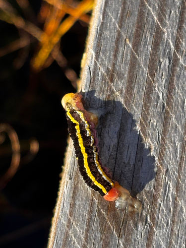 Broom Moth